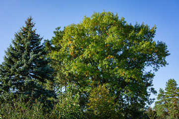 Huge oak tree with green leaves at sunset against blue sky. Yellow autumn leaves stand out against green background. Tall blue spruce Picea pungens grows nearby. Landscape garden in early October.