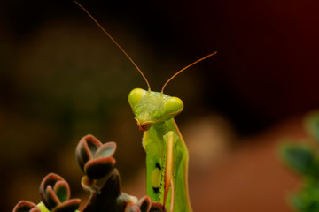 Close up of pair of Beautiful European mantis ( Mantis religiosa )