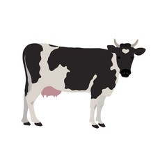 Vector cow in realistic style on a white background. Black and white cow.