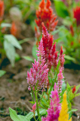 cockscomb flower (Celosia Cristata) in a garden