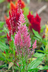 cockscomb flower (Celosia Cristata) in a garden