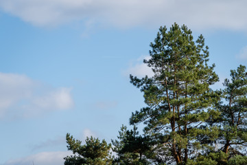 Obraz na płótnie Canvas Pine Pinus silvestris against blue autumn sky. Evergreen landscaped garden. Sunny day in autumn garden. North Caucasus nature concept for design.