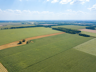 Aerial drone view. Ukrainian green corn field on a summer day.