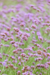 Verbena bonariensis flowers in garden,blur background