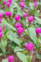 Siam Tulip (Curcuma alismatifolia) ,Siamese tulips or Krachiew flowers