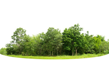  View of a High definition, Treeline  isolated on white background, Forest and foliage in summer, Row of trees and shrubs.