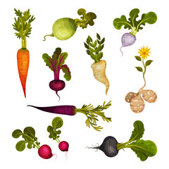 Root Vegetables as Underground Plant Part with Carrot and Beet Vector Set