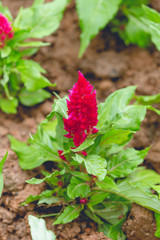 cockscomb flower (Celosia Cristata) in a garden