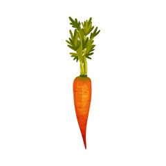 Carrot as Root Vegetable with Underground Plant Part Vector Illustration