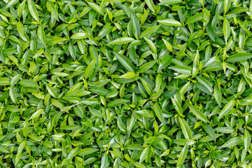 green nature plant leaves for background