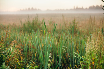 Foggy wetlands in the Moscow region, Russia