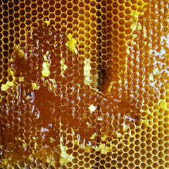 Drop of bee honey drip from hexagonal honeycombs filled with golden nectar.