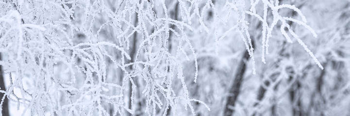 Snow and rime ice on the branches of bushes. Beautiful winter background with trees covered with...