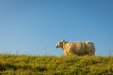 Einzelnes Schaf vor blauem Himmel