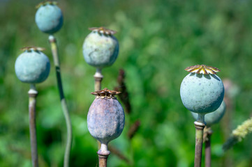 Close up on the seed heads or seed pods of poppies