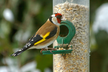 European goldfinch (Carduelis carduelis) sitting on a silo bird feeder filled with mixed seeds.