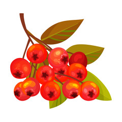 Obraz premium Rowan Berry Cluster Hanging on Tree Branch with Pinnate Leaves Vector Illustration