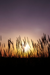 natura polana meadow nature tree grassland  nature  © Kima
