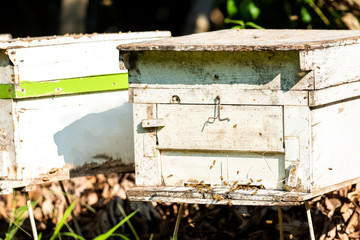 Bees fly from beehive, Close up view of the working bees