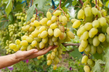 Bunches of ripe white grapes on a bush