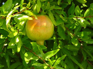 Pomegranate Fruit in Tree Portrait