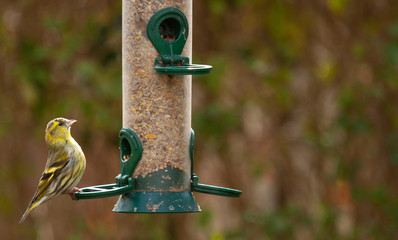 Female European siskin on a bird feeder