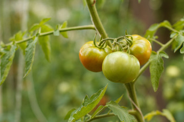 Ripening tomatoes on a bush in the garden