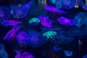 jelly fish in blue water