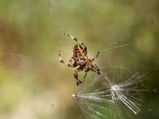 Araignée sur sa toile.