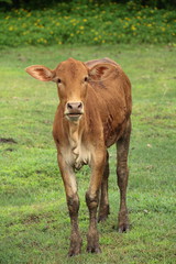Naklejka na ściany i meble calf in the field