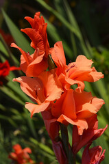 beautiful orange gladioses in the garden close up