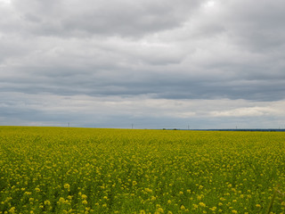 photo of a large yellow flower field above a stormy sky