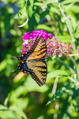 butterfly on flower