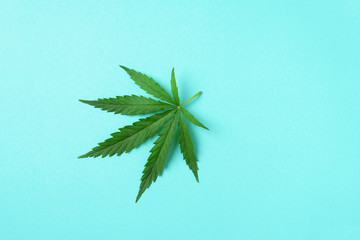Green hemp leaf on blue background. Top view, copy space. Close up of cannabis leaf