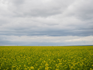 Obraz premium photo of a large yellow flower field above a stormy sky