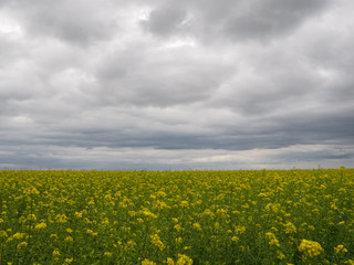 photo of a large yellow flower field above a stormy sky