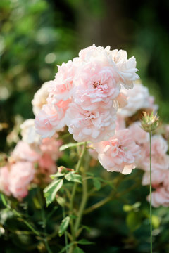 Wild Roses - Rosa Rugosa