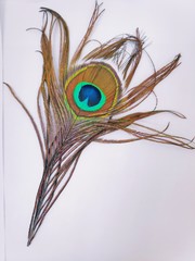 Beautiful peacock feather on white background
