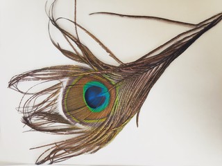 Beautiful peacock feather on white background