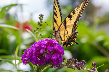 butterfly on a flower