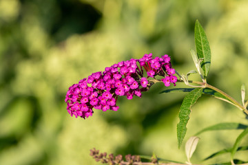 bee on lavender