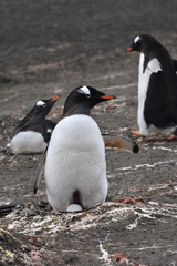 Fototapeta na wymiar Gentoo penguin incubating their egg in Barrientos Island, Antarctica