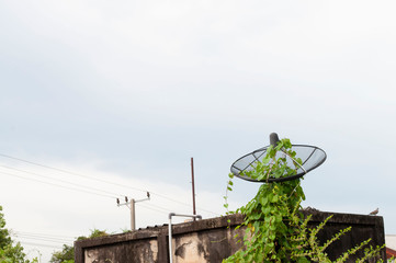 Ivy on a satellite dish.A satellite dish covered with ivy