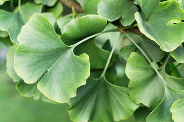 Ginkgo biloba green leaves on tree. Gingo leaves background.