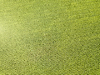 Aerial drone view. Ukrainian green corn field on a summer day.