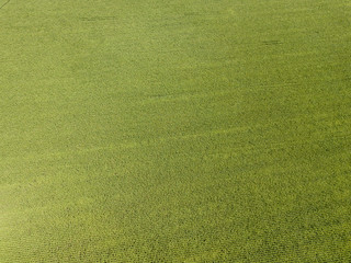 Aerial drone view. Ukrainian green corn field on a summer day.