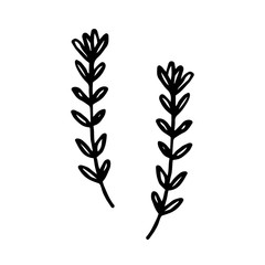 Herbs. Ink plant. Black color. Vector illustration isolated on white background. Little leaf, branch. Magic, medical, cosmetics ingredient, stuff.