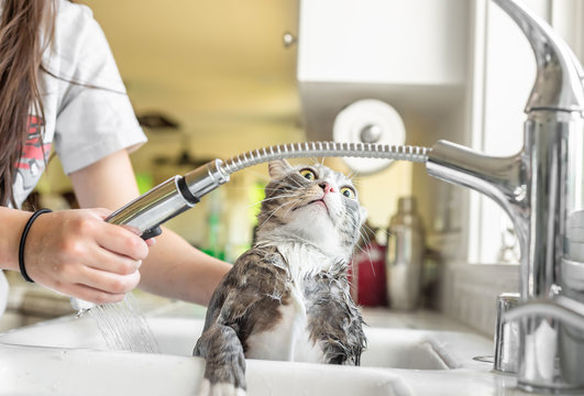 Funny terrified expression of cat being given a bath in kitchen sink