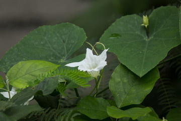 Flower Ivy Gourd  Coccinia grandis