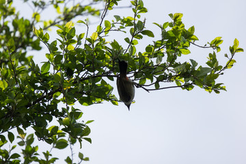 Streak eared Bulbul bird on tree